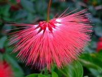 Image of Calliandra emarginata