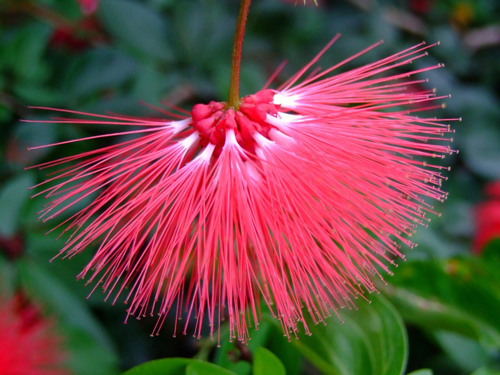 Calliandra rupestris image