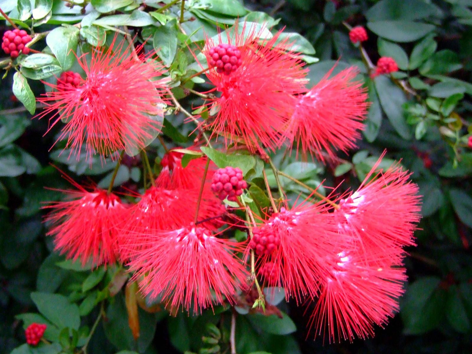 Calliandra rupestris image