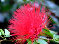 Calliandra rupestris image