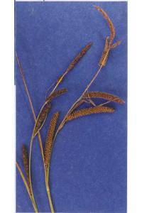 Carex angustata image