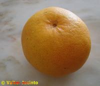 Citrus paradisi image