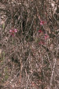 Image of Clarkia unguiculata