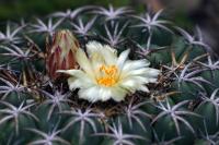 Coryphantha elephantidens image