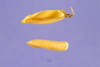 Crotalaria longirostrata image