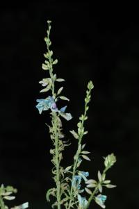 Image of Desmodium cajanifolium
