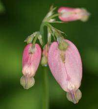 Dicentra formosa image