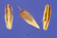 Image of Dichanthium aristatum