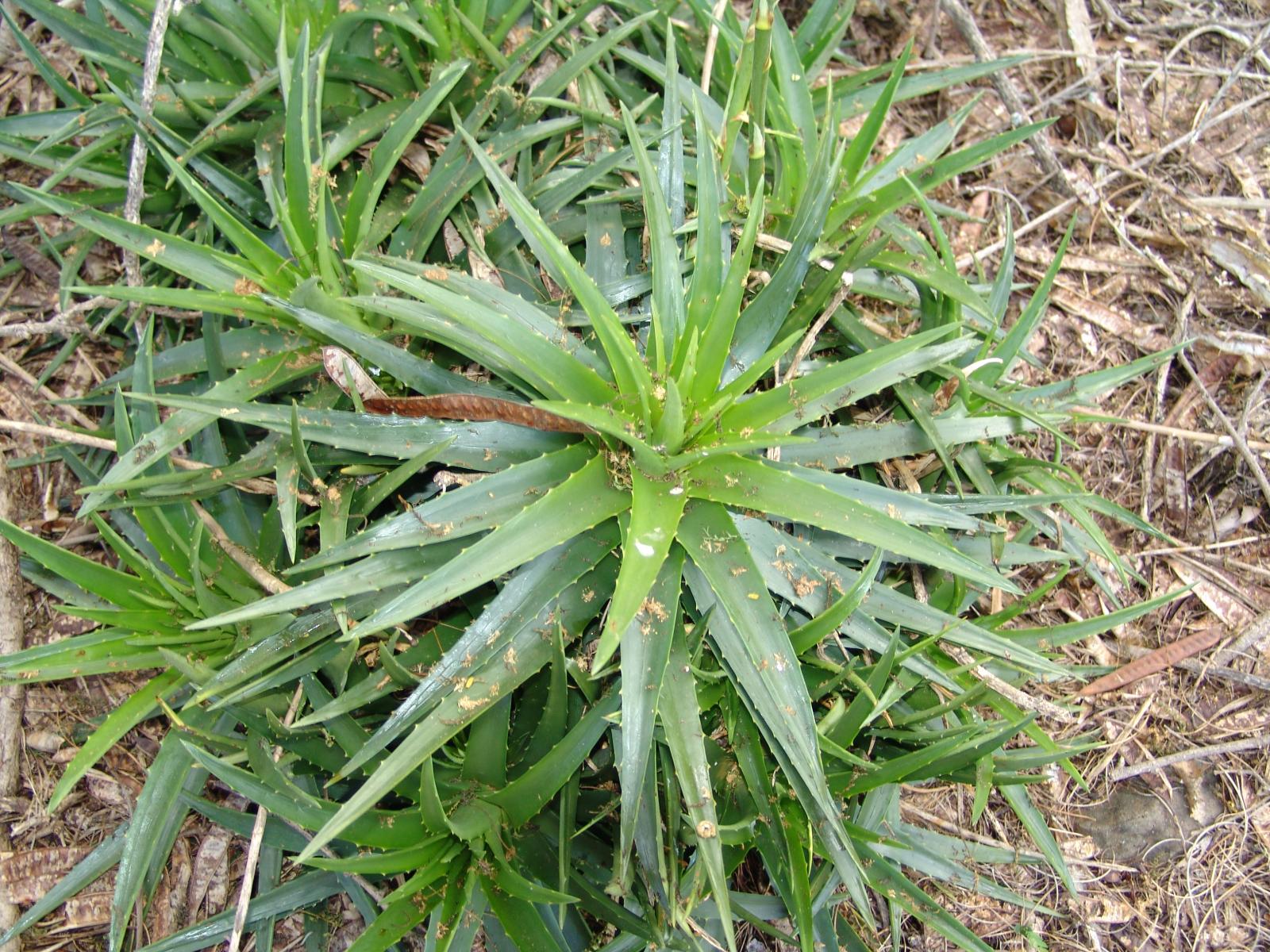 Dyckia brevifolia image
