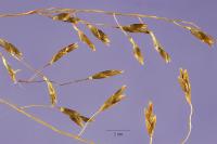 Eragrostis lugens image