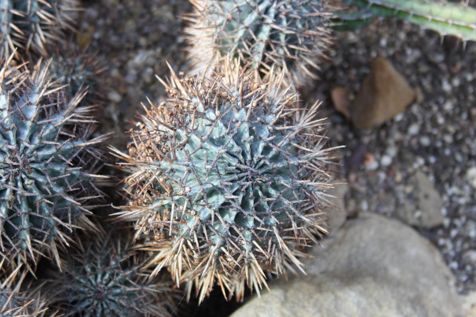 Euphorbia horrida image