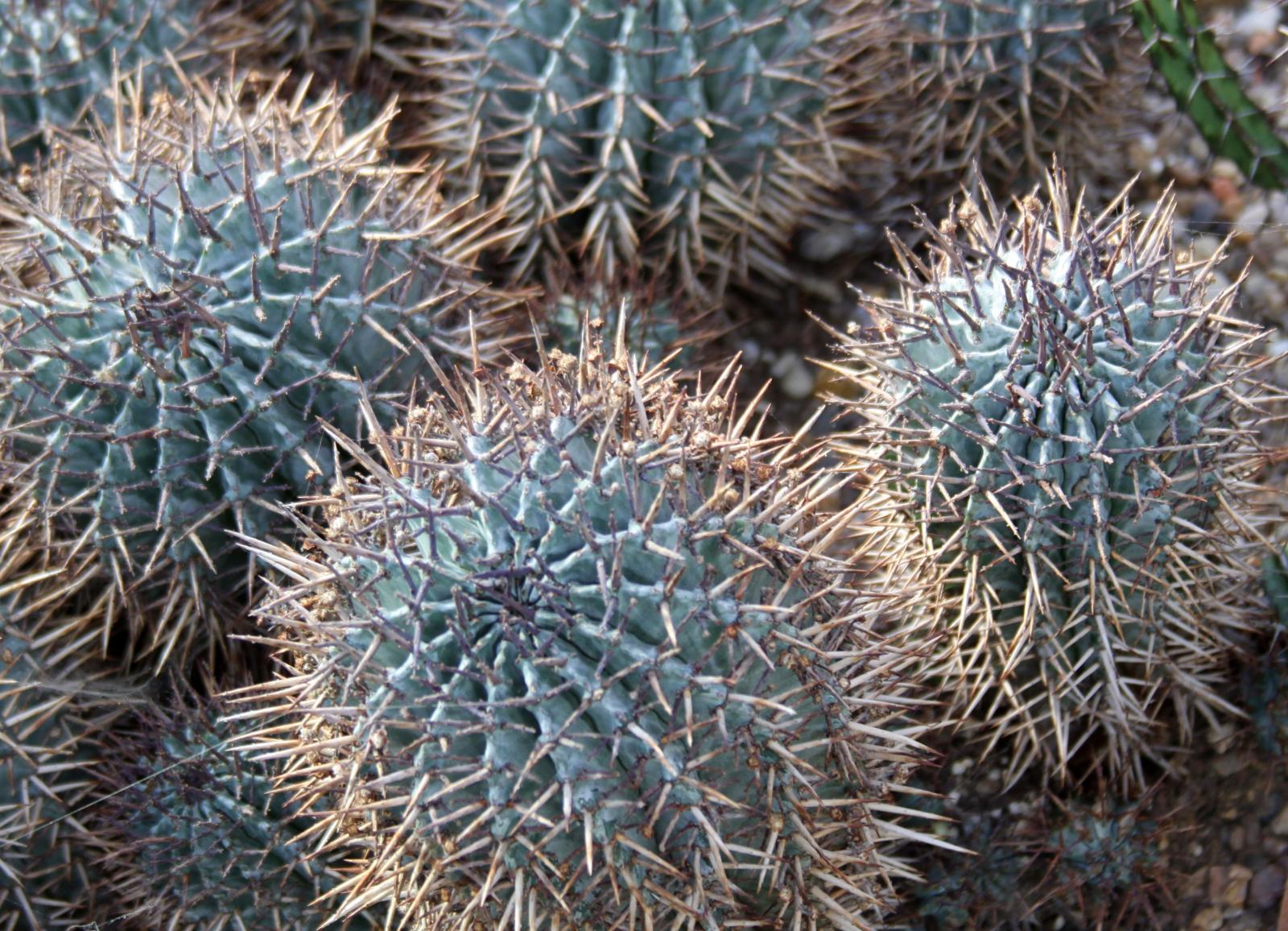 Euphorbia horrida image