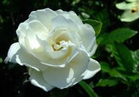 Gardenia radicans image