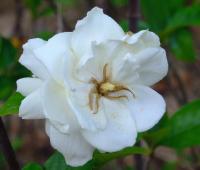 Gardenia radicans image
