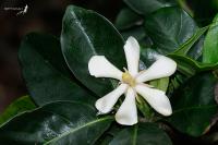 Gardenia radicans image