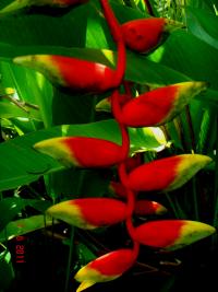 Heliconia rostrata image