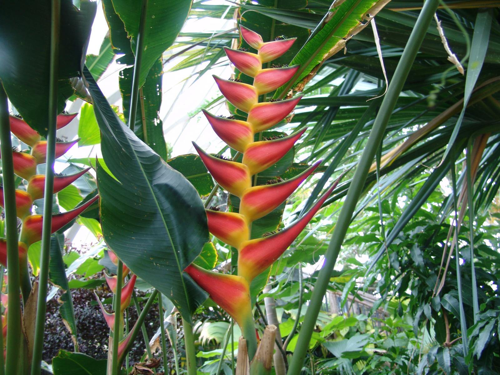 Heliconia rostrata image