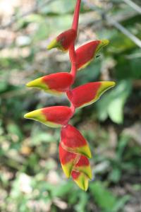 Heliconia rostrata image