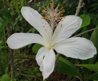 Image of Hibiscus arnottianus