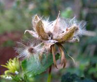 Image of Hibiscus brasiliensis