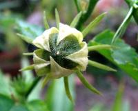 Hibiscus brasiliensis image