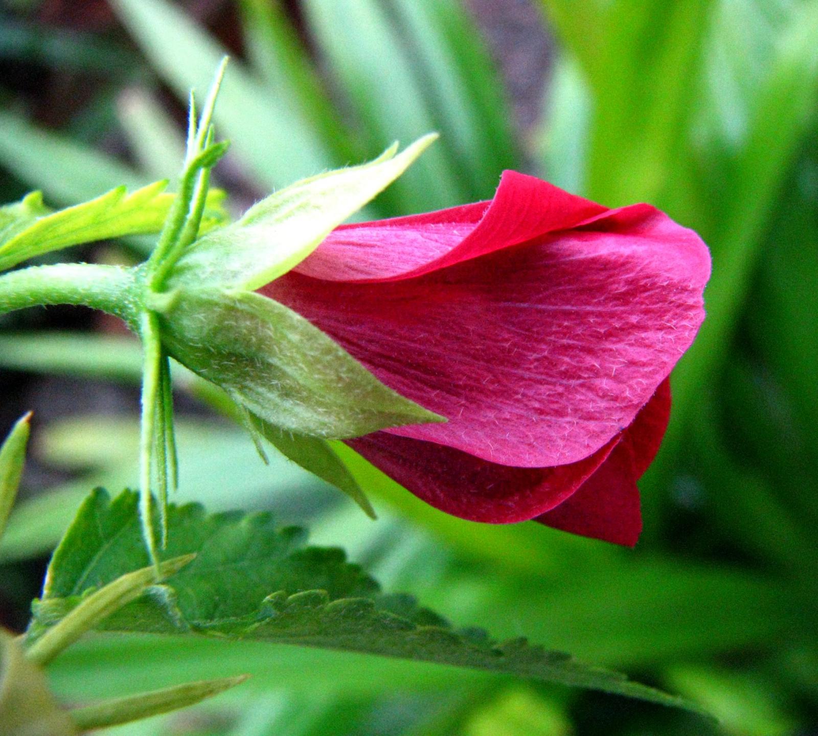 Hibiscus brasiliensis image