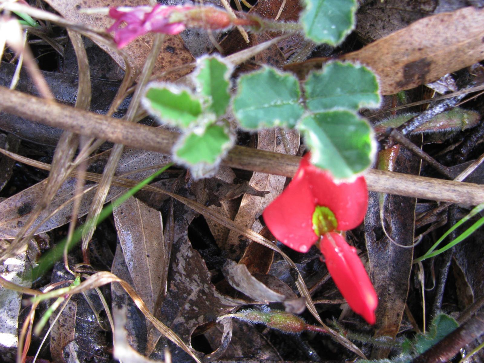 Kennedia prostrata image