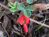 Kennedia prostrata image