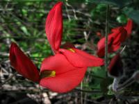 Kennedia prostrata image