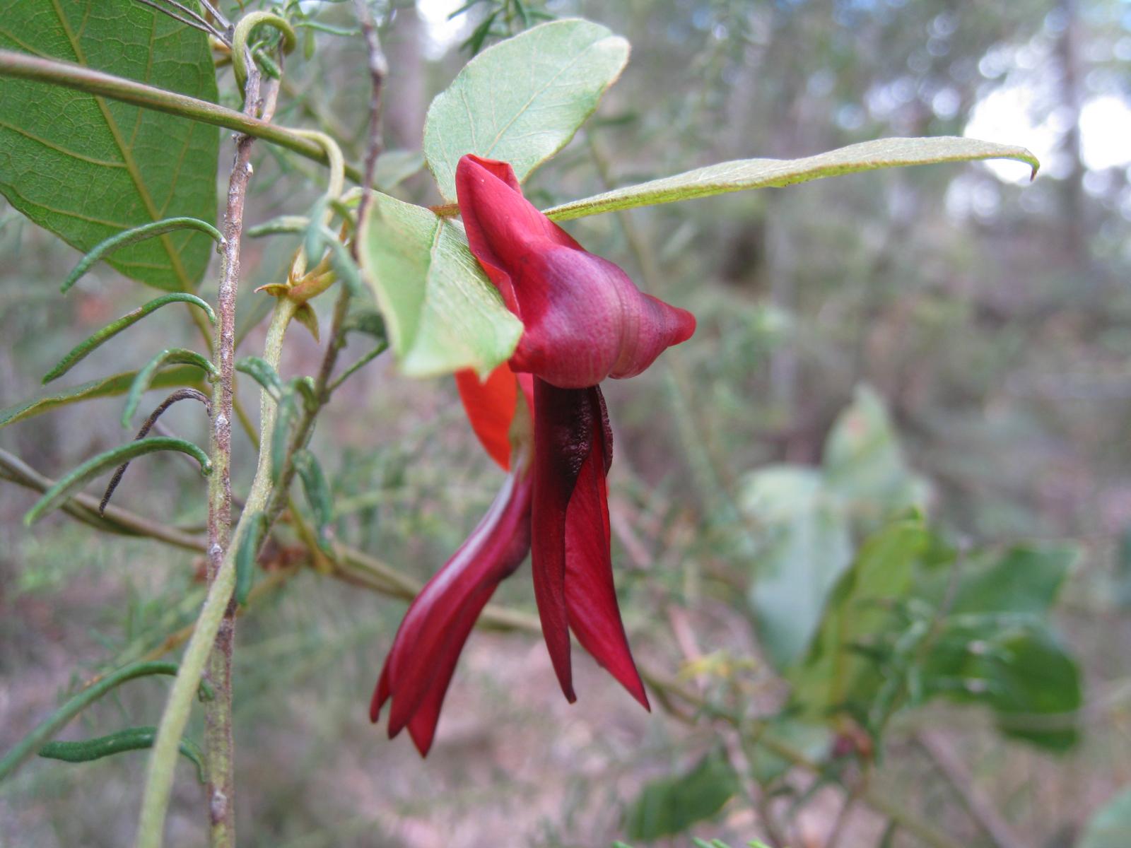 Kennedia rubicunda image