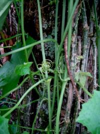 Luffa aegyptiaca image