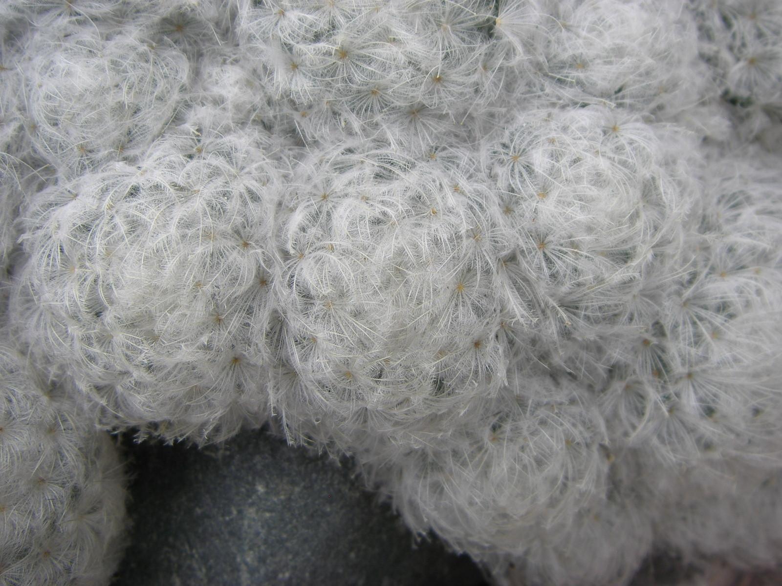 Mammillaria plumosa image
