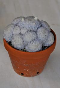 Mammillaria plumosa image