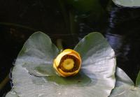 Image of Nuphar lutea
