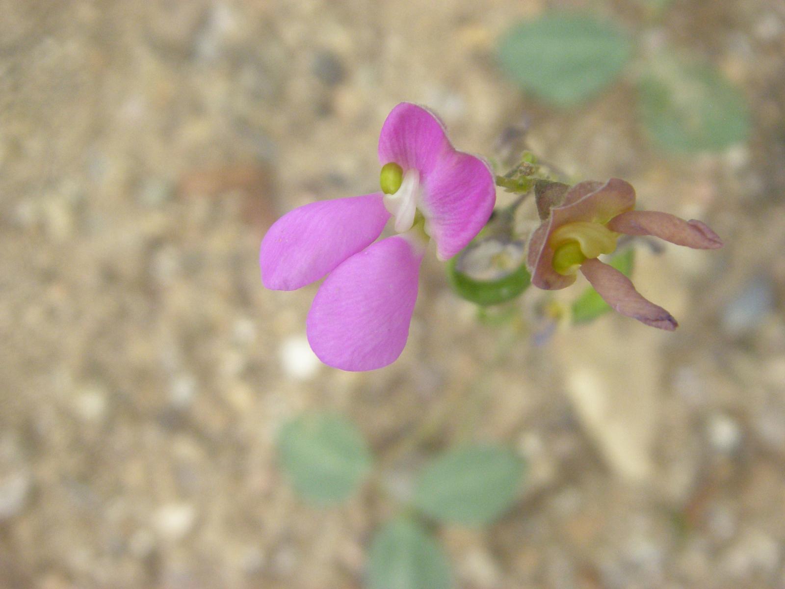 Phaseolus ovatifolius image