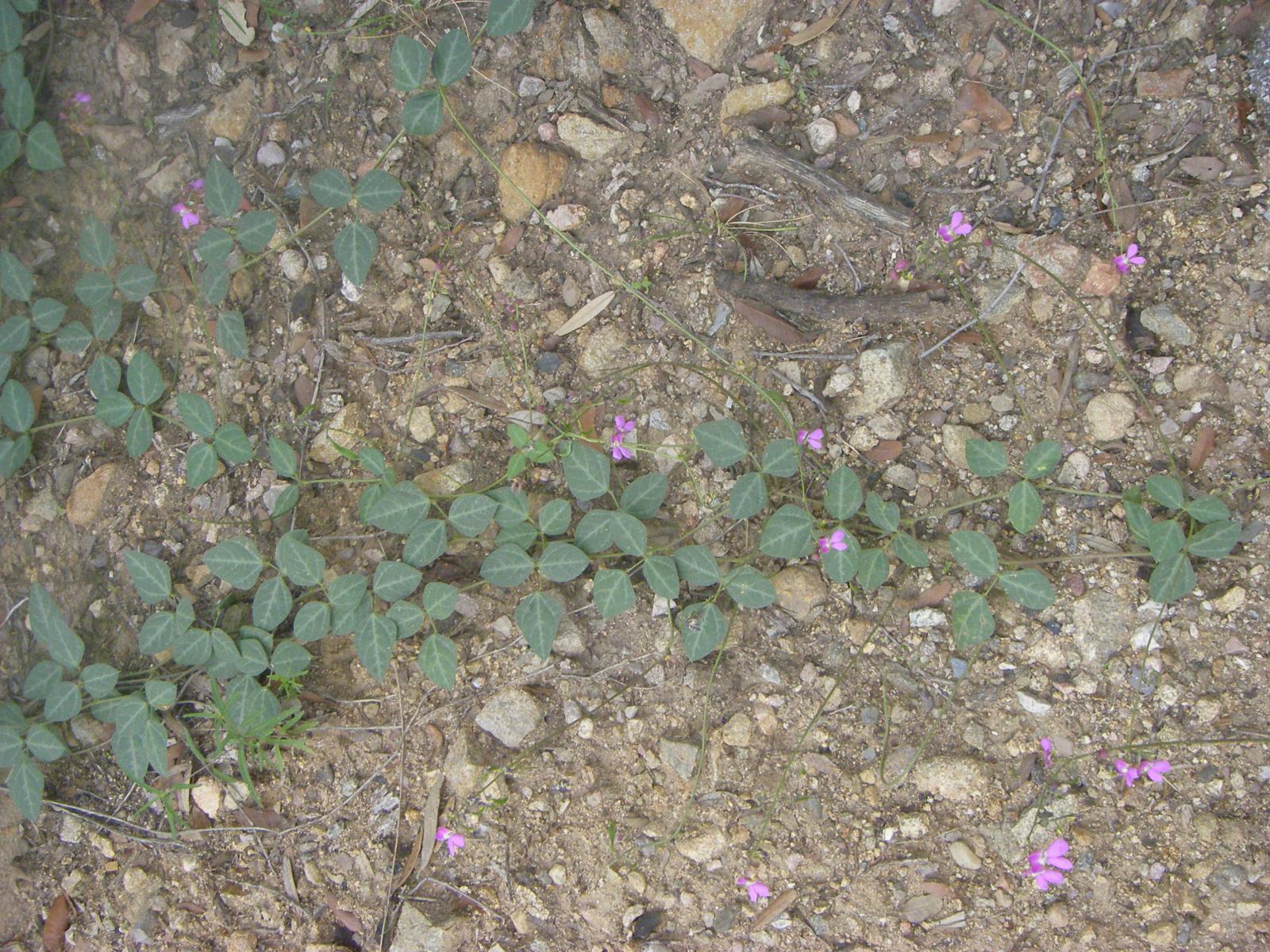 Phaseolus ovatifolius image