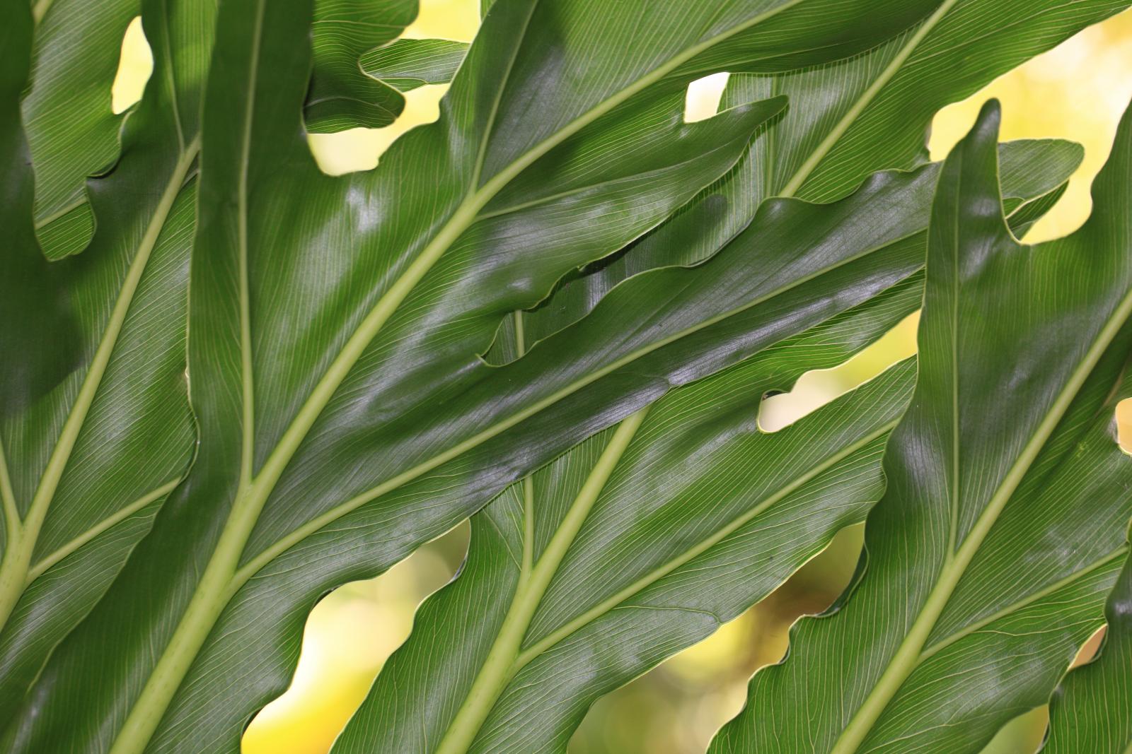 Philodendron selloum image