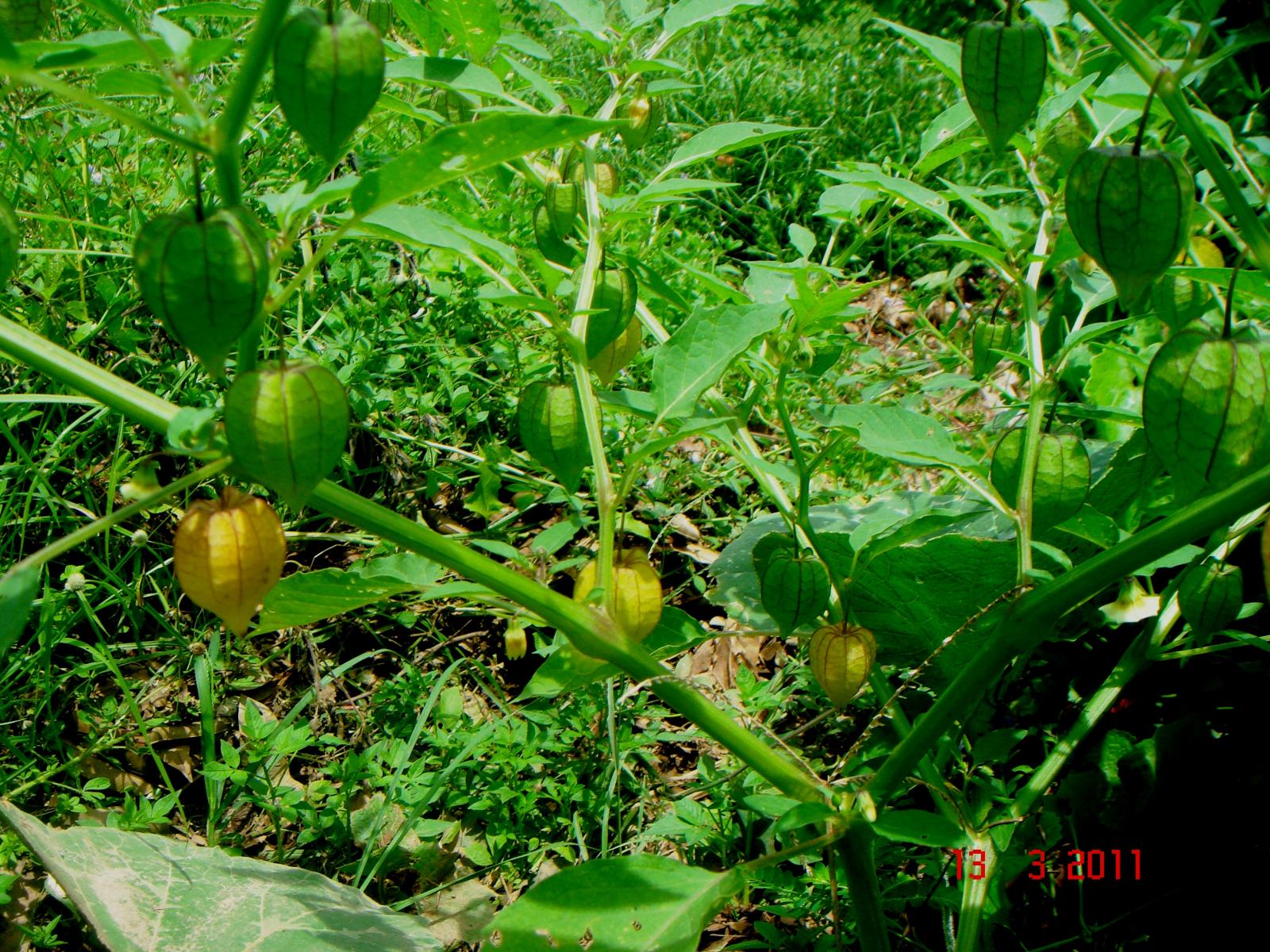 Physalis minima image