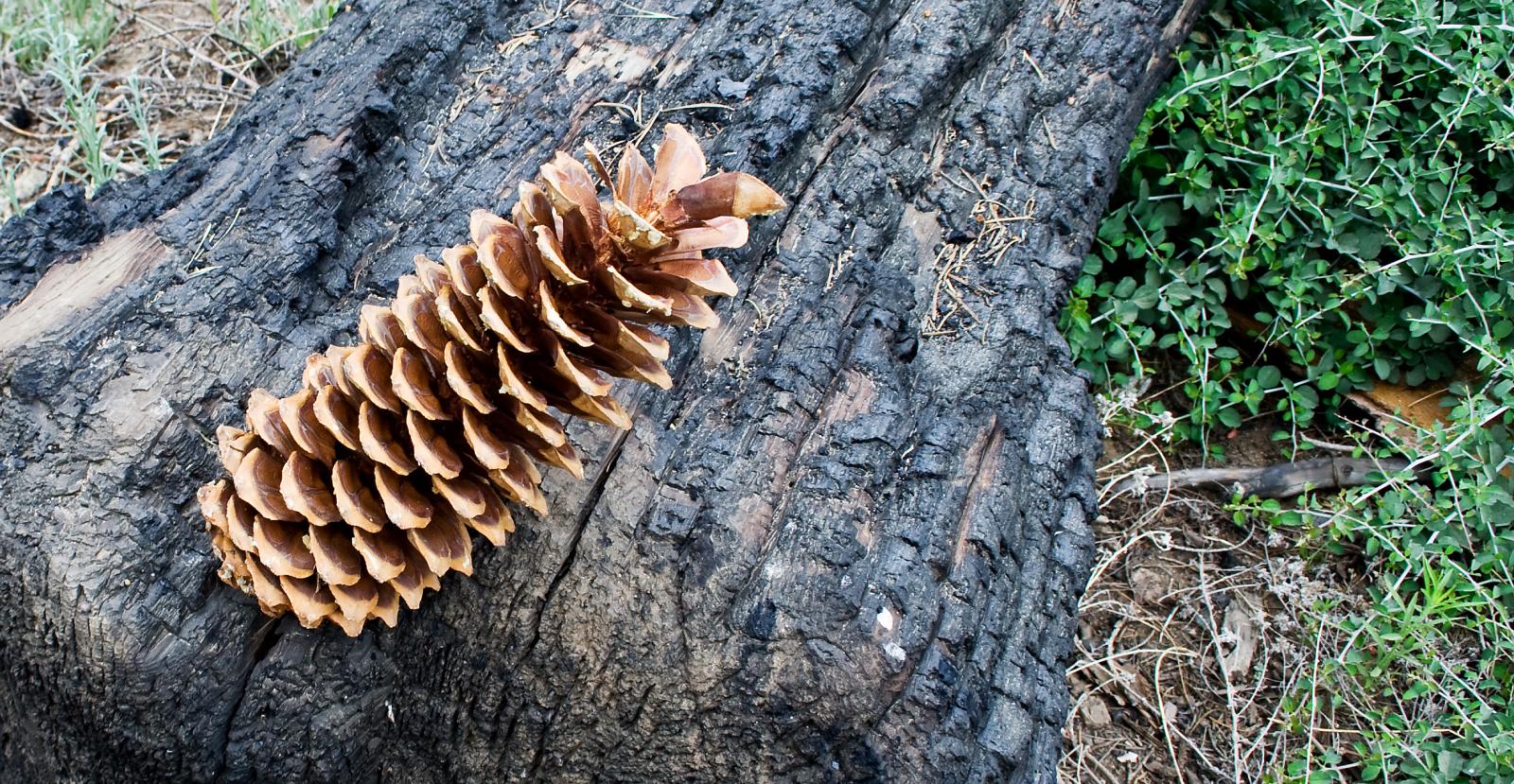 Pinus lambertiana image