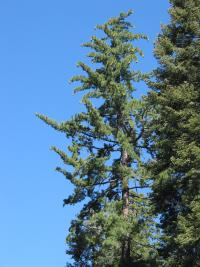 Pinus lambertiana image