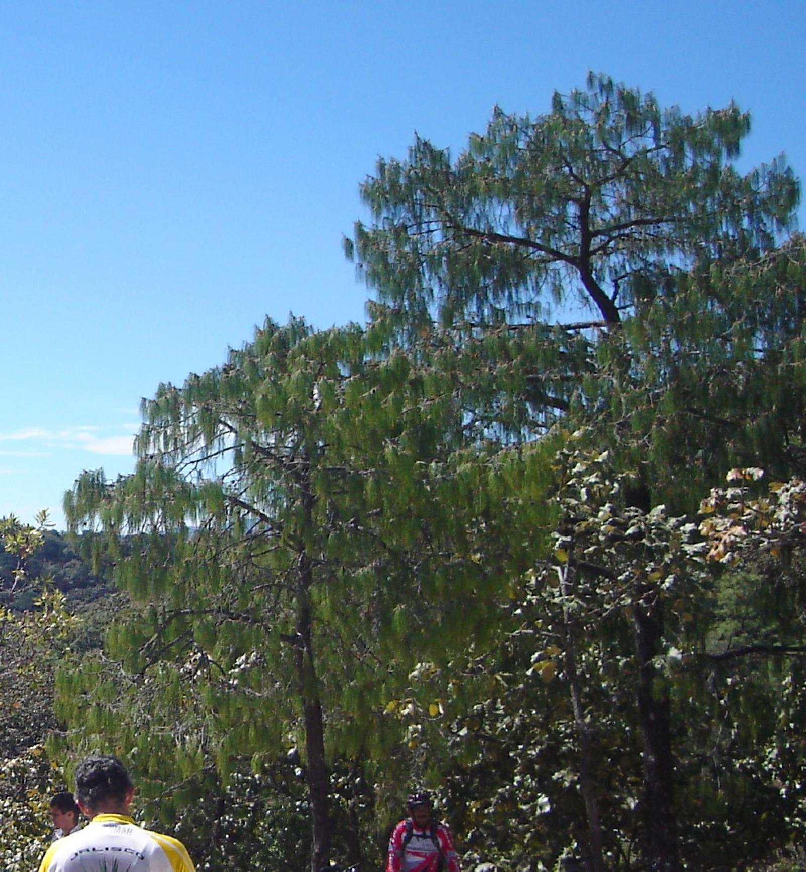 Pinus lumholtzii image