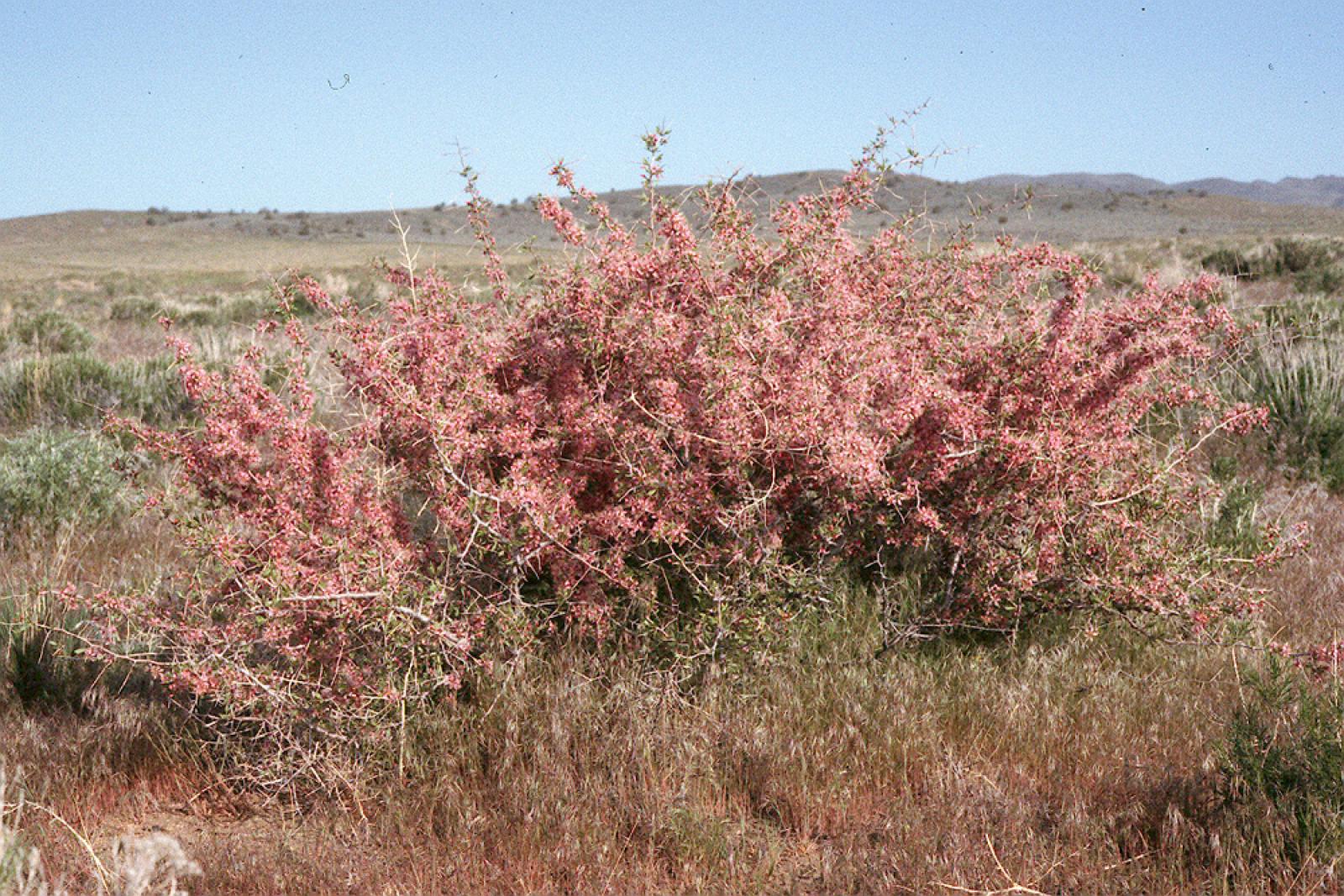 Prunus andersonii image