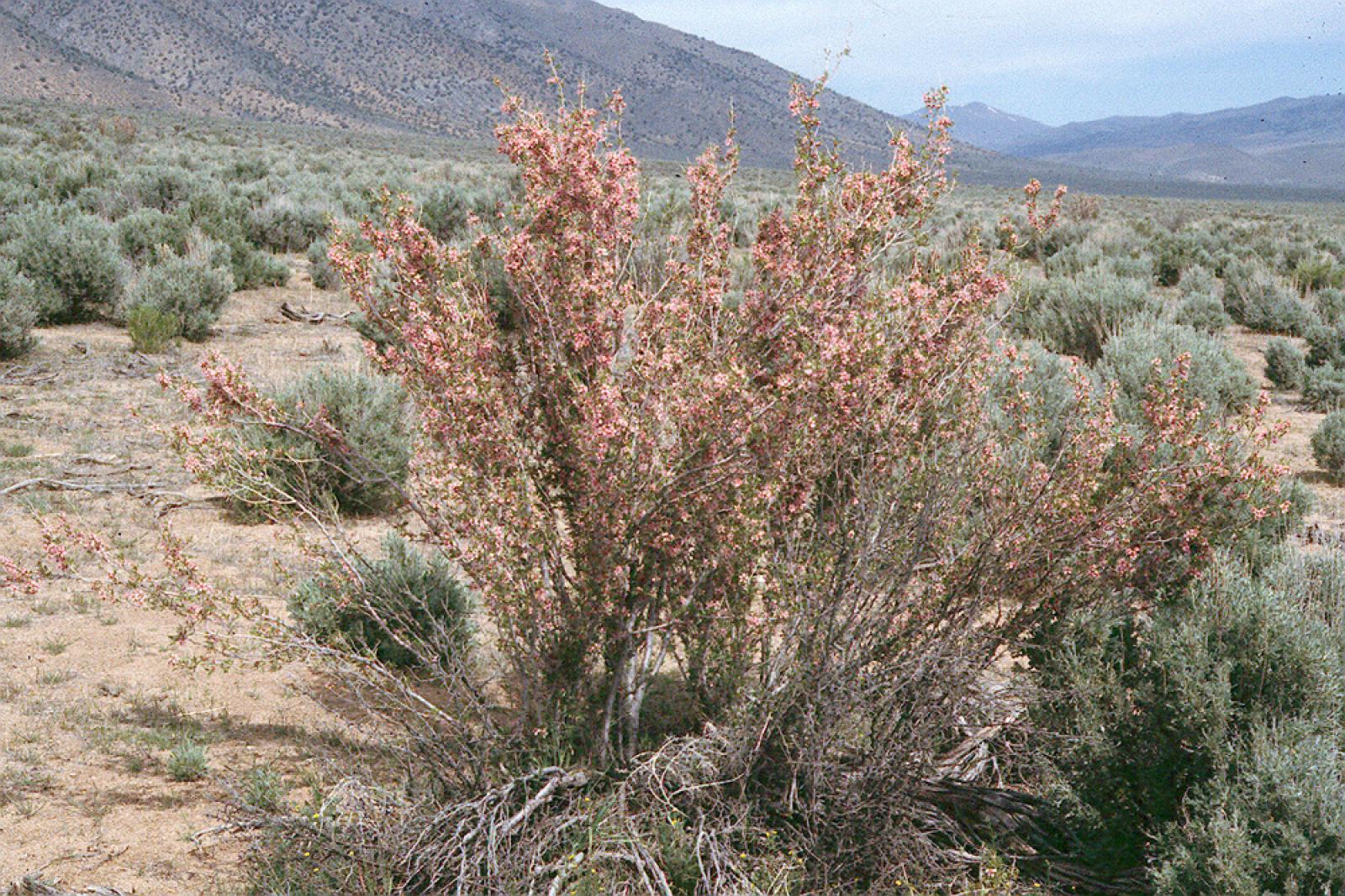 Prunus andersonii image