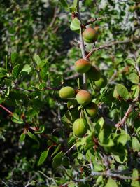 Image of Prunus fremontii