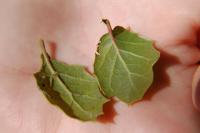 Image of Quercus agrifolia