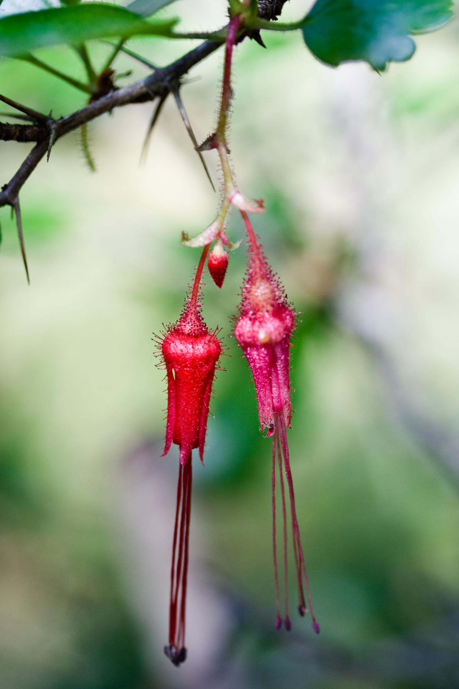 Ribes speciosum image