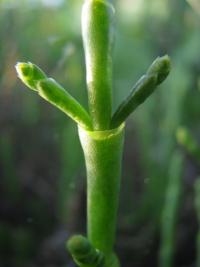 Salicornia subterminalis image