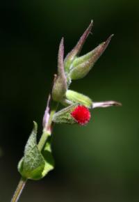 Image of Salvia fulgens