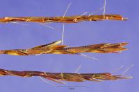 Schizachyrium tenerum image