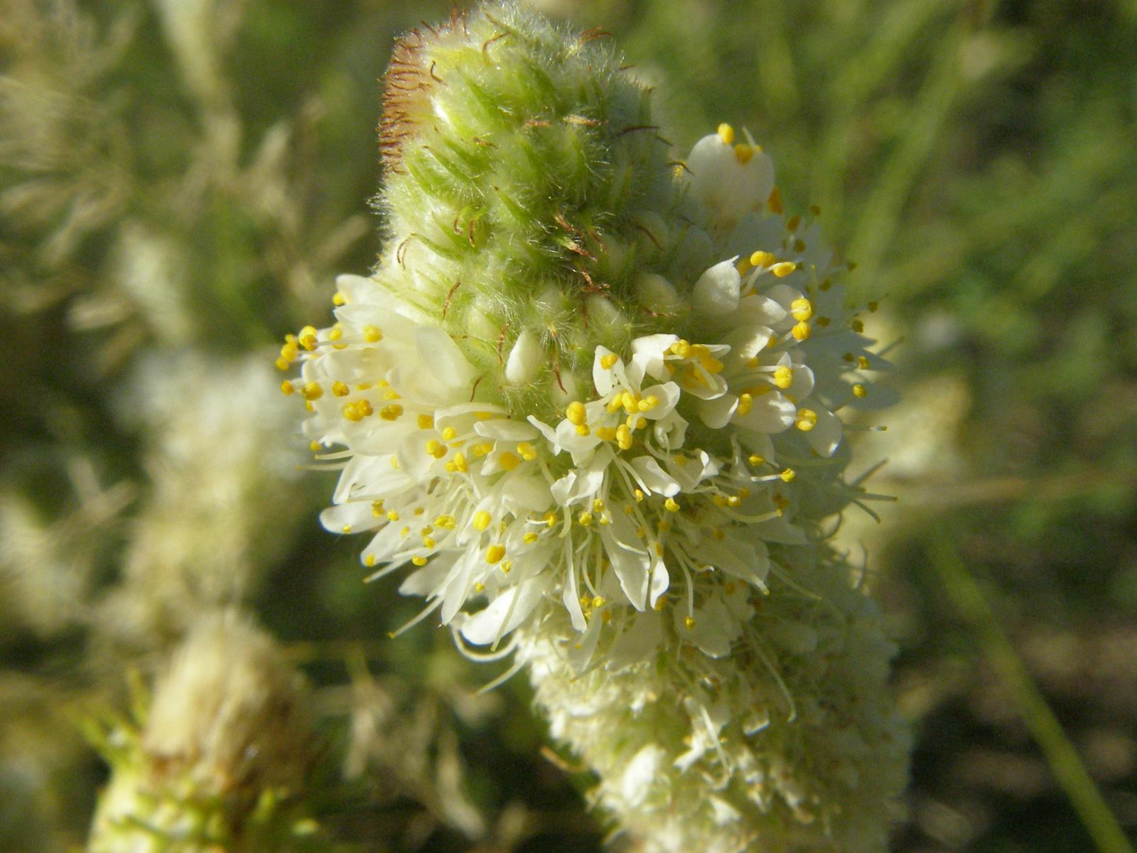 Thornbera albiflora image